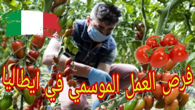 جني الطماطم في إيطاليا والبرتغال
